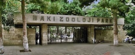BU NƏDİ: “Bakı Zooparkı” internet üçün hər ay 1 230 manat xərcləyəcək - Hər qəfəsin ayrıca "vay-fay"ı olacaq?
