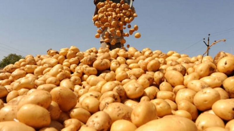 Gədəbəy və Tovuz kartofu niyə bazarda yoxdur?
