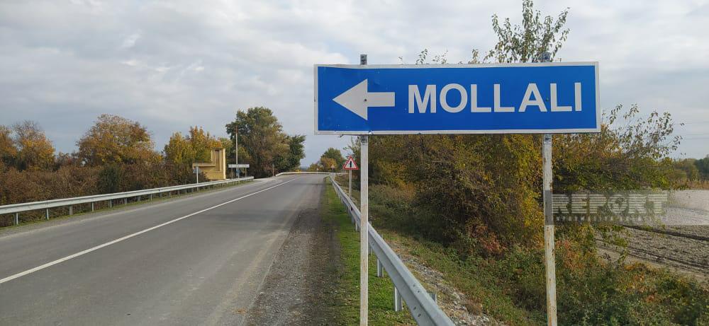 Mollalıda qoz meşələrini ŞUMLAYIRLAR - BU NƏDİ BELƏ?!
