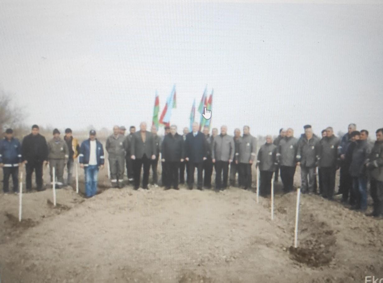 SALYANDA MEŞƏ FONDU TORPAĞINDA 4750 TİNĞ ƏKİLDİ - FOTO