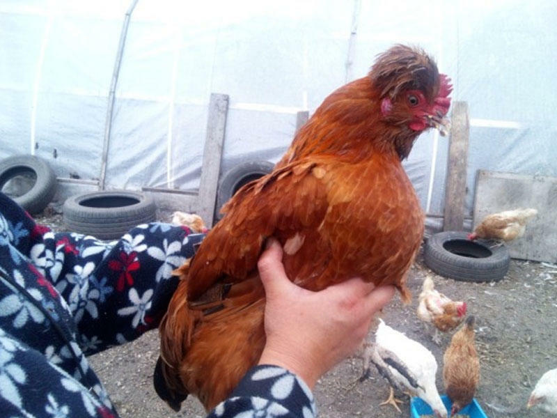 Qadınlar heyvan kəsə bilərmi?