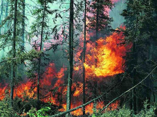 İtaliyadakı yanğınlarda milyonlarla bal arısı tələf olub