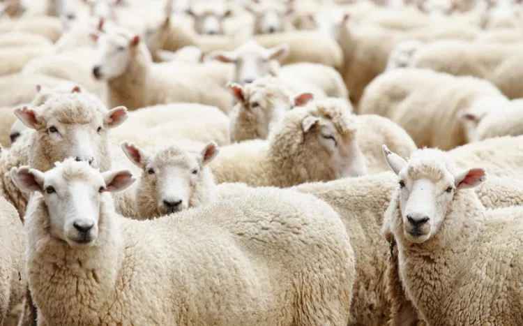 Qurbanlıq əti bişirməzdən öncə bunları etmək lazımdır - VACİB AÇIQLAMA
