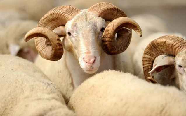 Qurban bayramında hər kəsin səhv bildiyi düz görün nə imiş - Bunu etməyin!