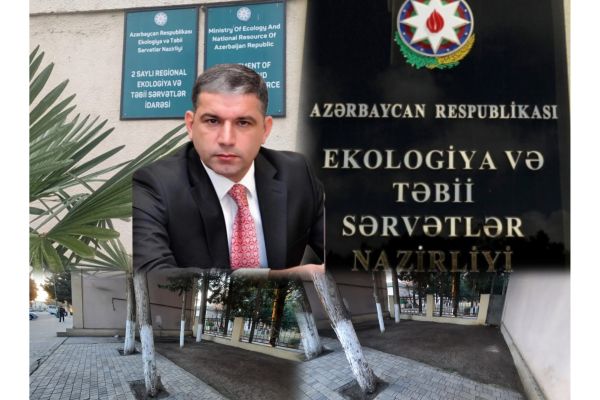 Ağstafada şəhərin mərkəzində "Yaşıl Terror" - / Ekologiya və Təbii sərvətlər Nazirliyinin idarəsi hara baxır? (VİDEO + FOTO)