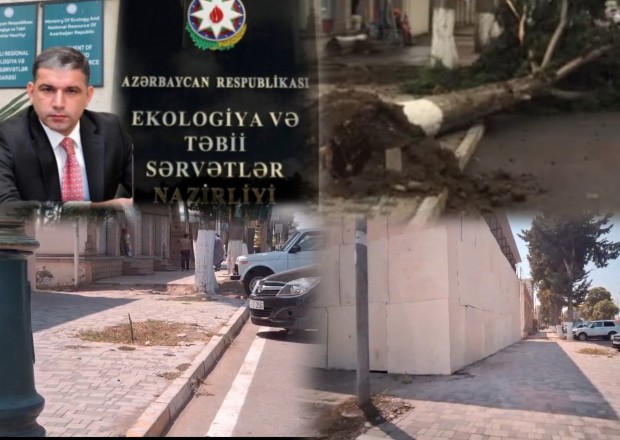 Ağstafada Ümumilli liderin adını daşıyan prospektdə "ekoloji Terror"/ Ağacı kəsib, Obyekt tikirlər / VİDEO