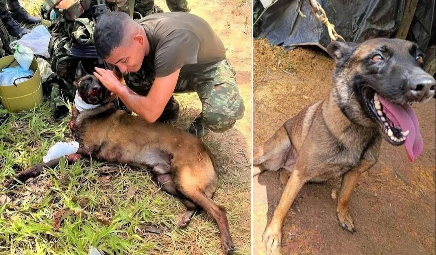 Bomba qoxusunu alan it ayağını itirsə də, onlarla insanı xilas etdi - FOTO