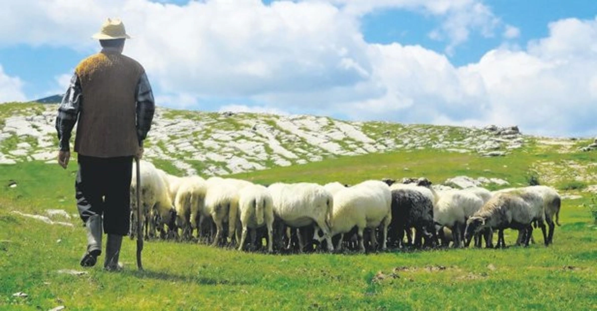 Həbs edilən fermerin təsərrüfatını talayan çobanla bağlı yeni hökm