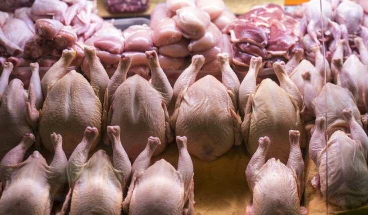Türkiyə toyuq ixracını dayandırır