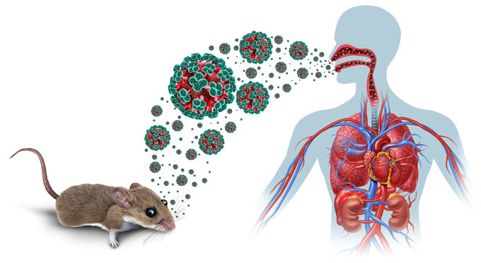SOS: Hantavirus sürətlə yayılır - COVID-19 kimi pandemiya olacaq?