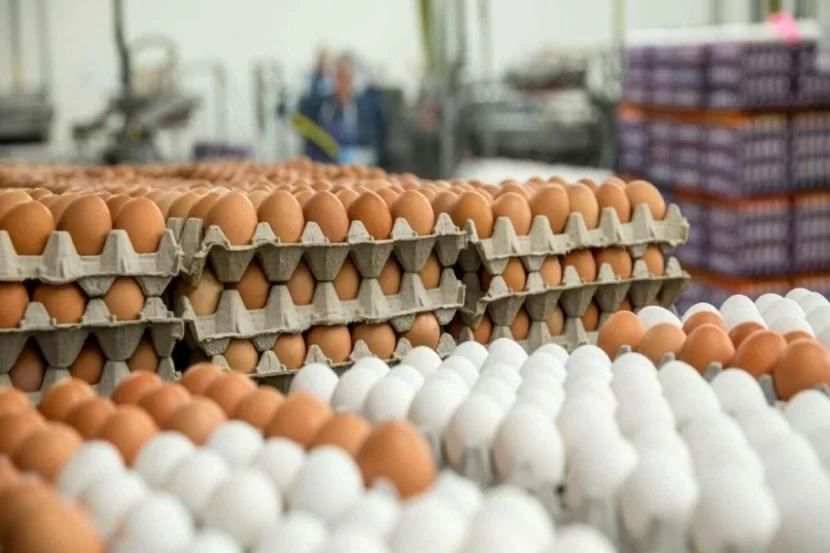 Bakıda 1 qəpiyə satılan yumurta sünidir? – AÇIQLANDI