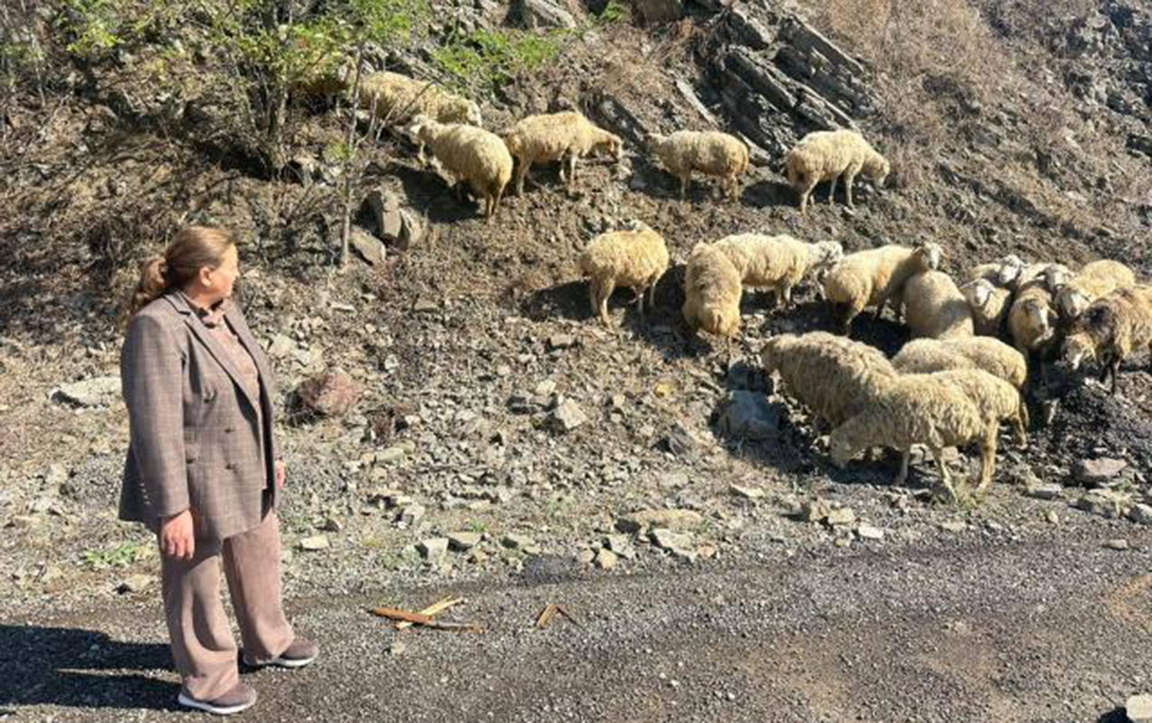 105 sakin üçün kiçik təsərrüfatlar qurulub - Fotolar