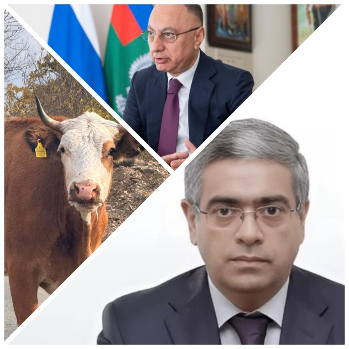 Dabaq xəstəliyi nazirliyin gətirdiyi heyvanlardan yayılıb AQTA arayış hazırlayıb, amma ictimaiyyətdən gizlədib