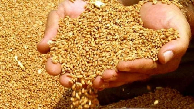 BUĞDA İSTEHSALI AZALIB, İDXAL İSƏ ARTIB – Çörəyin qiyməti bahalaşacaq?