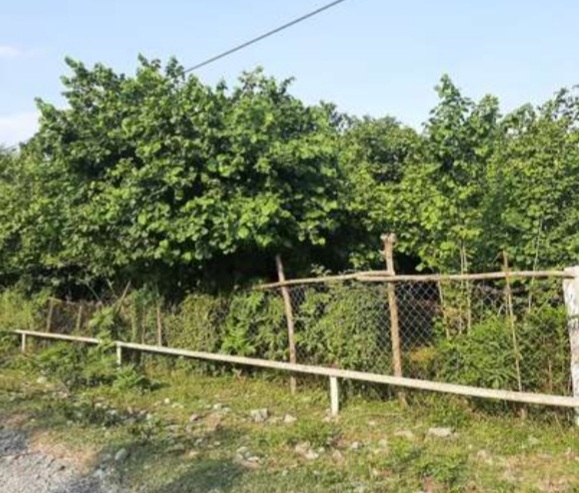 Fındıq mafiyası iş başında - bağları məhv edən qiymət təklif edirlər