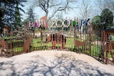 Bakı zooparkında meymunçiçəyi yayılıb? - Direktor danışdı