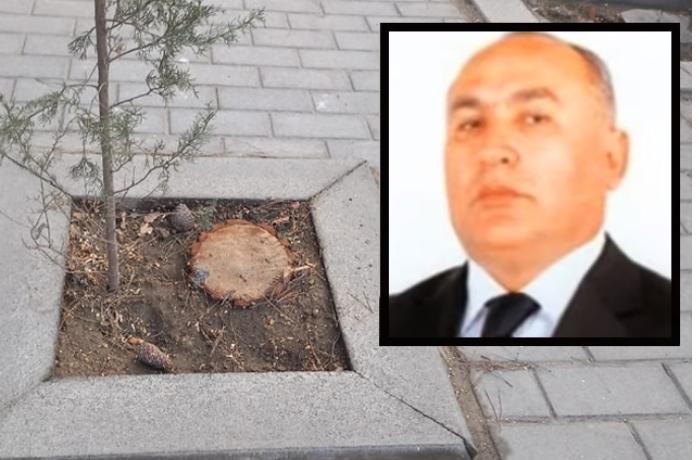 Bu qurumun vəzifəli şəxslərinə cinayət işi açıla bilər — Ağaclar niyə kəsilib? (VİDEO)