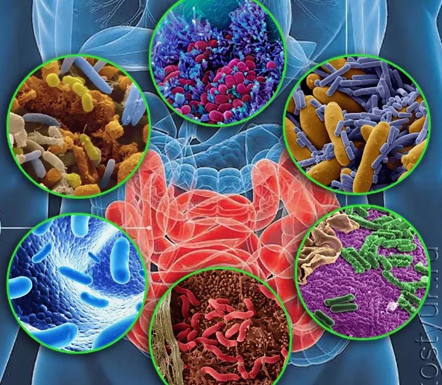 Cəmi 1 kurs antibiotik təşviş pozuntusu və depressiya yaradır