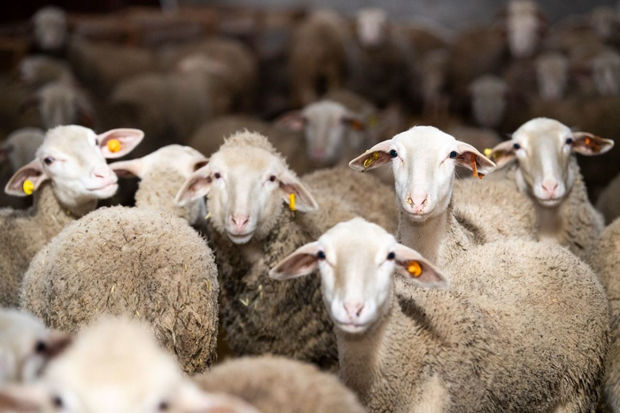 Azərbaycanda qurbanlıq qoyunlar bahalaşıb