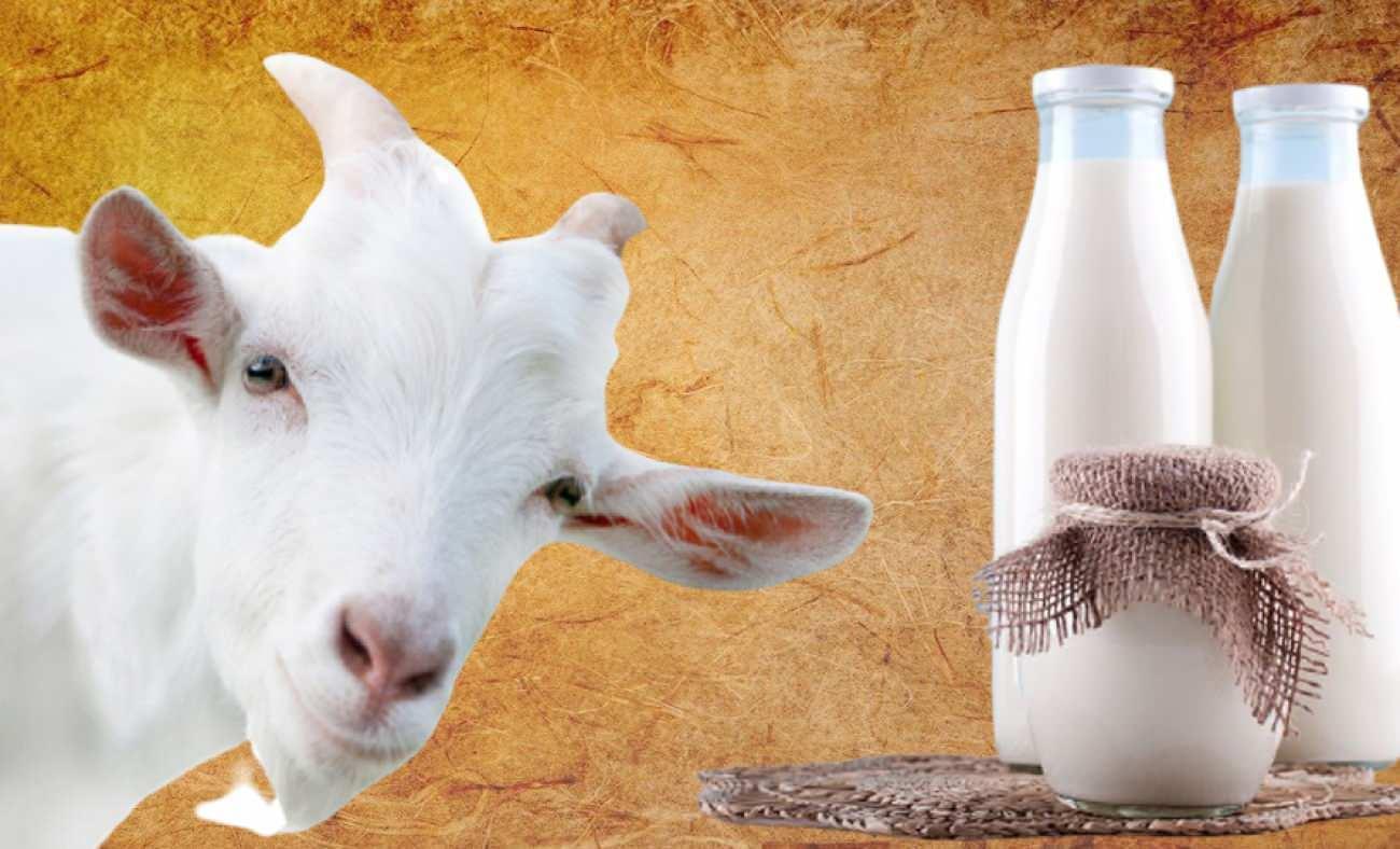 Keçi südünün qida dəyəri başqa südlərə nisbətən daha yüksəkdir - SƏBƏB