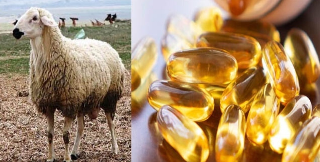 “D-vitamini” necə əldə olunur? Ən çox “D vitamini” ehtiva edən qidalar bunlardır – MÜTƏXƏSSİS ARAŞDIRMASI