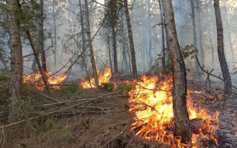Masallıdakı meşə yanğınının qəsdən törədilməsi faktı ilə bağlı araşdırmalara BAŞLANILDI