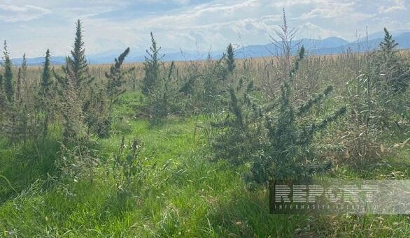 Ağdamda narkotik plantasiyaları aşkarlandı