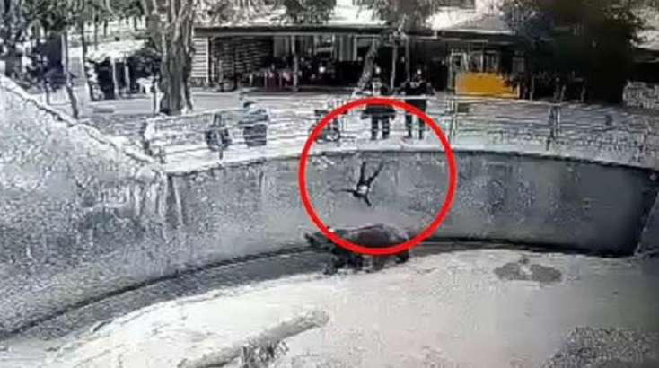 Zooparkda dəhşətli anlar: Ana qızını ayının qəfəsinə atdı - Nəhəng canlı uşağa yaxınlaşıb... VİDEO