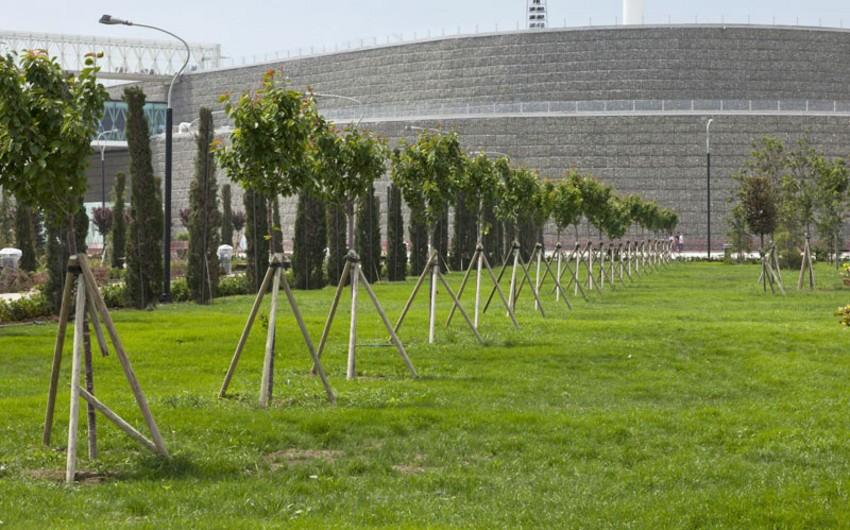 "YAŞIL KORRUPSİYA” – 20 kv/metrlik anbara 615 min ağacın “sıxışdırılması” möcüzəsi...