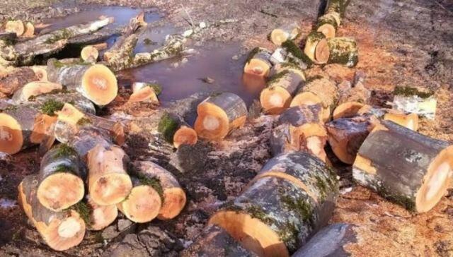 Bakıda yolu genişləndirmək üçün ağaclar kəsilir?  AÇIQLAMA-YENİLƏNİB