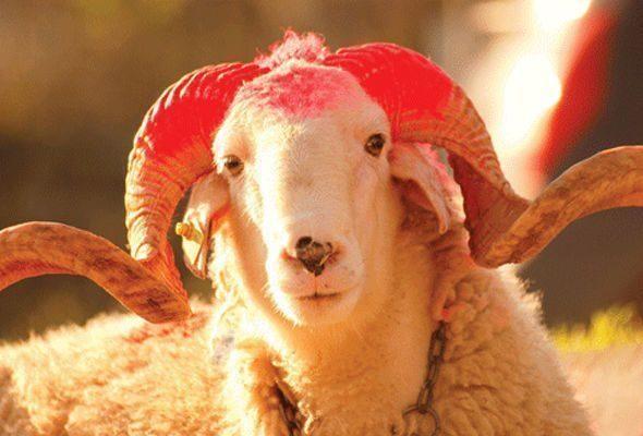 Nazirlikdən Qurban bayramı ilə bağlı müraciət